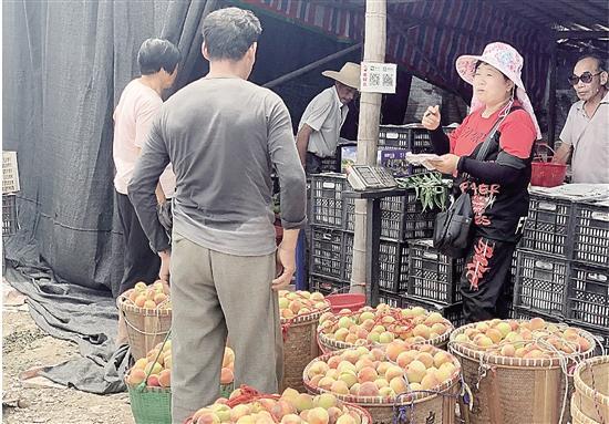 销量仅去年一半 八字墙水果滞销 永康日报开辟公