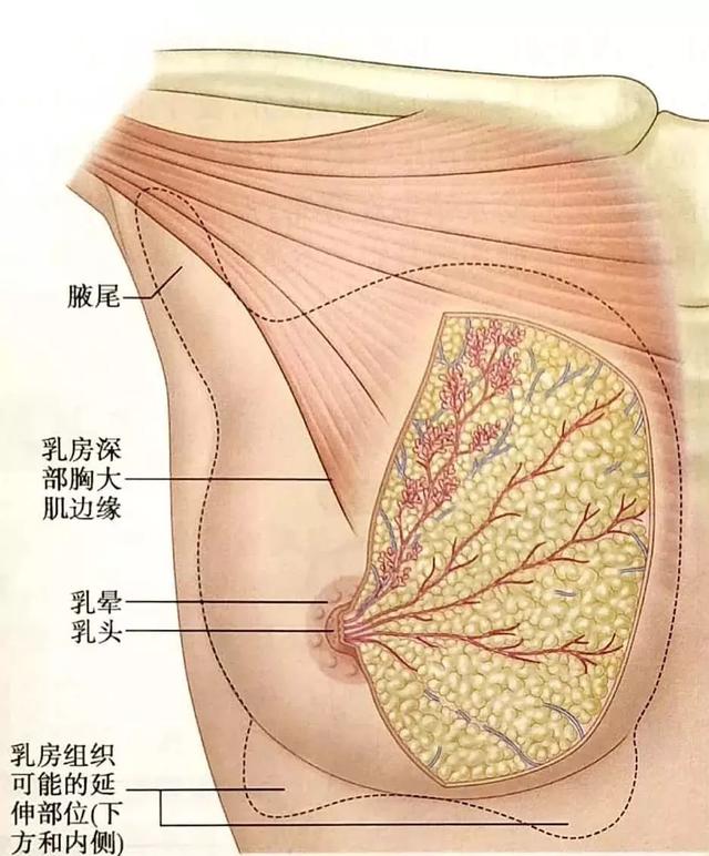 乳房只要大就好看？你的审美可能有误区啦