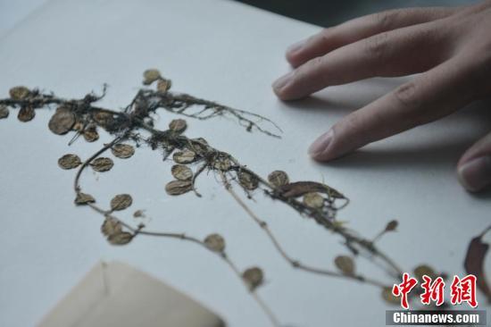 中国东喜马拉雅山南坡发现“隐世”百年的贝叶芒毛苣苔