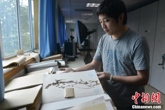 中国东喜马拉雅山南坡发现“隐世”百年的贝叶芒毛苣苔