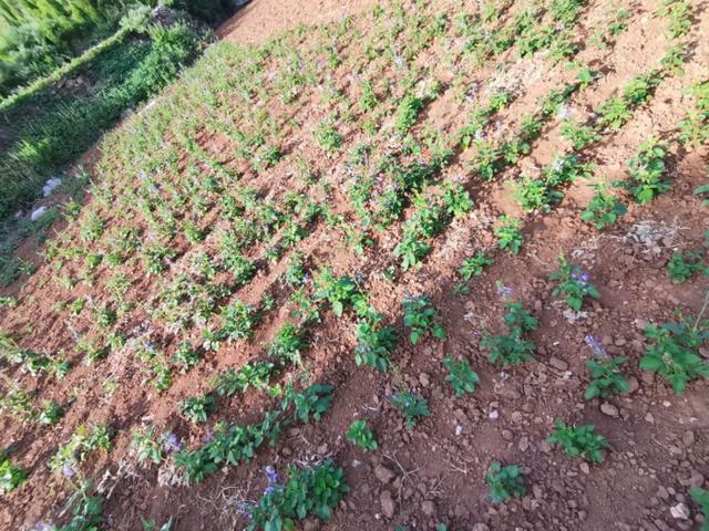 青州市省定贫困村综合性文化活动建设成果展示：青州范家林村