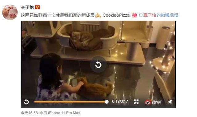 章子怡晒猫否认怀孕：这两只才是我家新成员