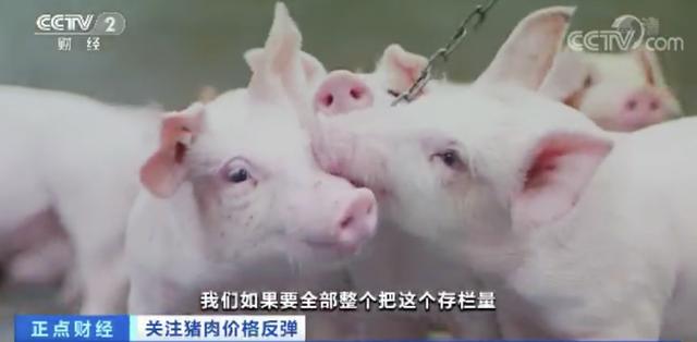 一个月■猪肉价格一个月每公斤涨近7元 最赚钱猪周期持续到何时？