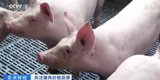 一个月■猪肉价格一个月每公斤涨近7元 最赚钱猪周期持续到何时？