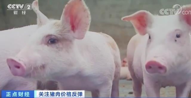 一个月■猪肉价格一个月每公斤涨近7元 最赚钱猪周期持续到何时？