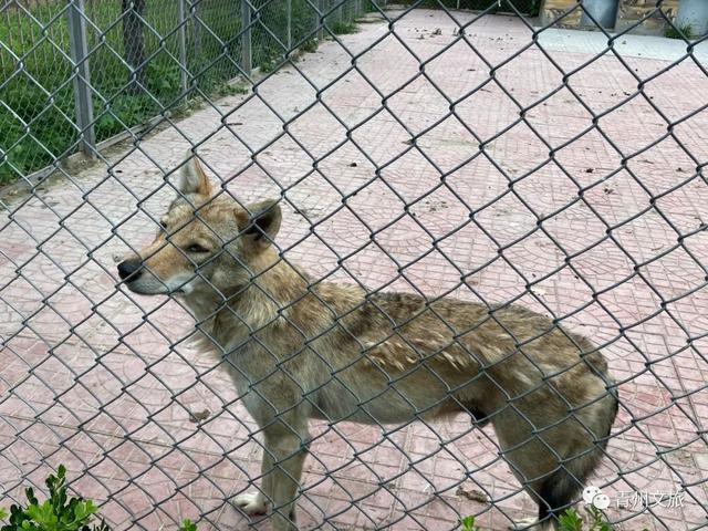 一直不知道，青州这里竟有上百种动物！