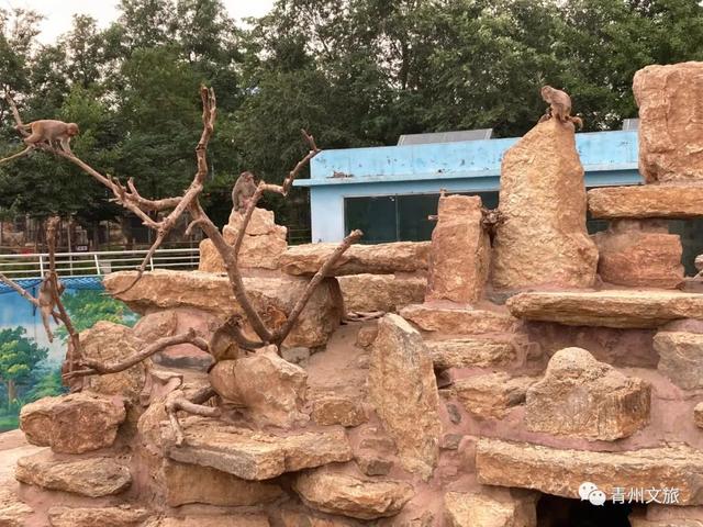 一直不知道，青州这里竟有上百种动物！