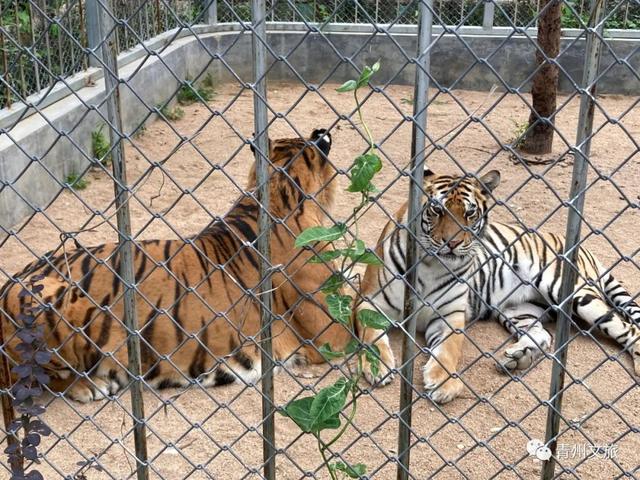 一直不知道，青州这里竟有上百种动物！