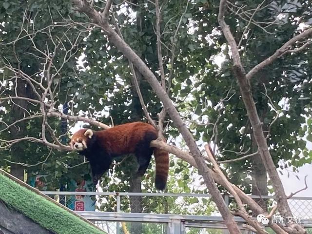 一直不知道，青州这里竟有上百种动物！