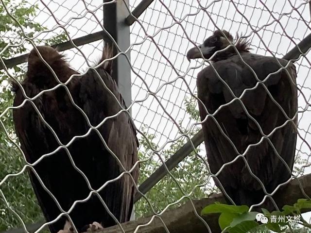一直不知道，青州这里竟有上百种动物！
