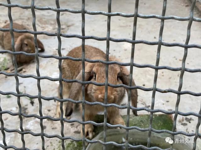 一直不知道，青州这里竟有上百种动物！