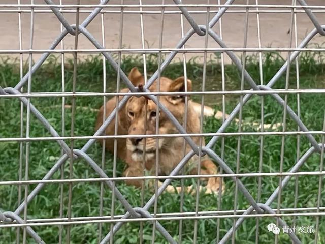 一直不知道，青州这里竟有上百种动物！