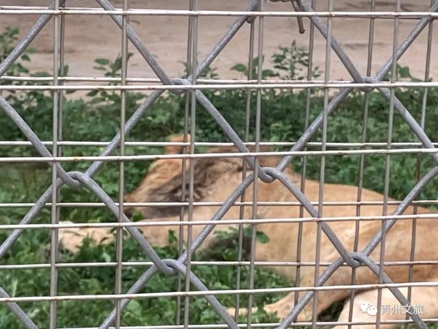 一直不知道，青州这里竟有上百种动物！