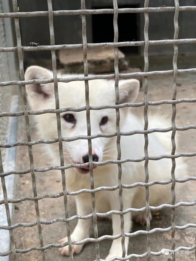 一直不知道，青州这里竟有上百种动物！