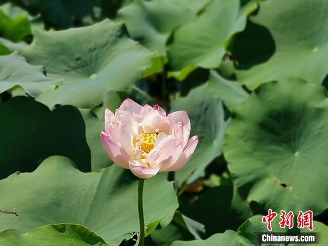 二代|圆明园古莲二代绽放 正在盛开的荷花随处可见