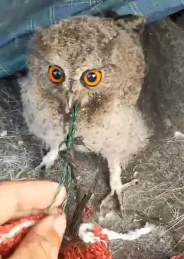 潍坊青州：两只国家二级保护动物重回大自然