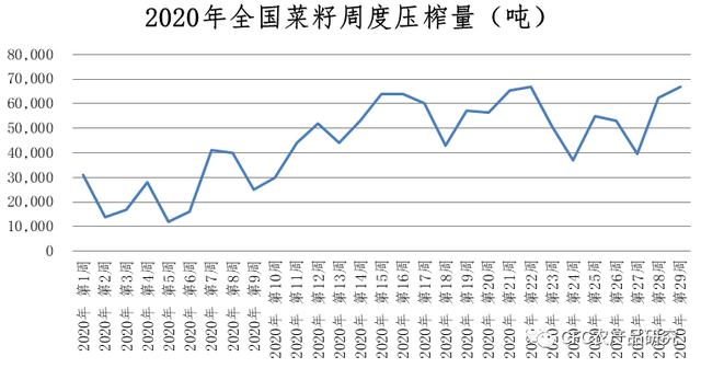 披荆斩棘的菜籽油