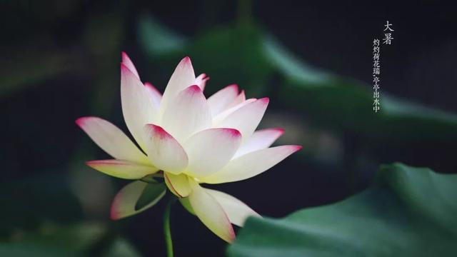 大暑|二十四食之大暑 与哪些民俗？