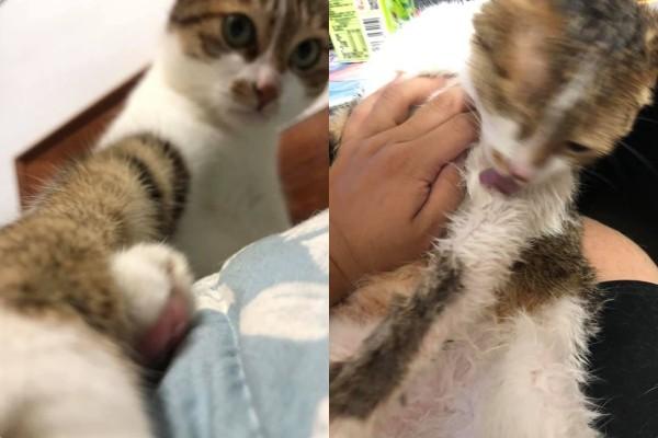 想当宠物系网红最怕照片糊　78.7%网友敲碗：给我