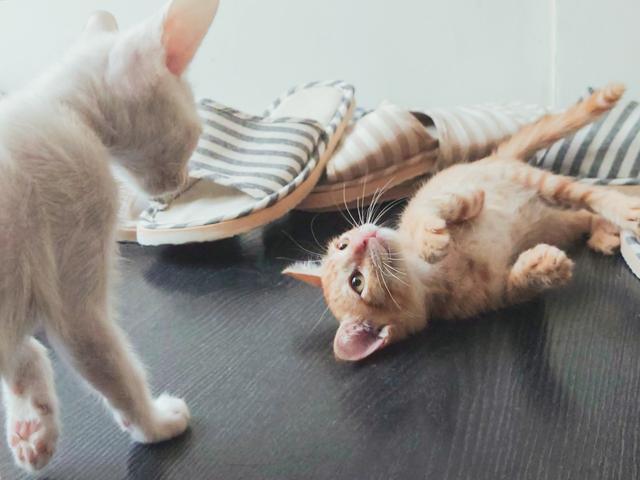 想当宠物系网红最怕照片糊　78.7%网友敲碗：给我