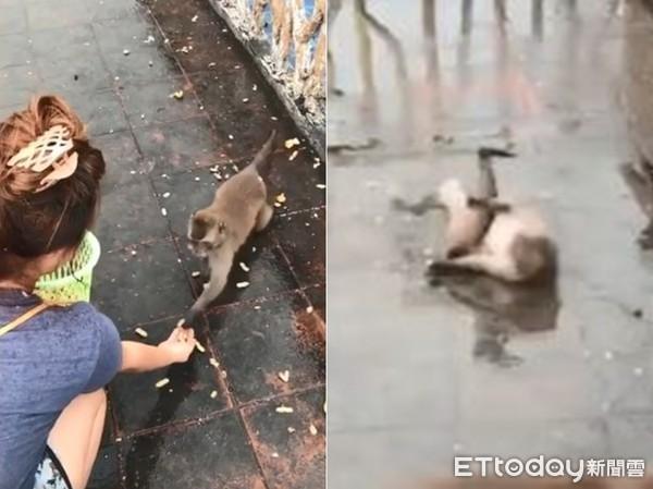 贪吃小猴急着吃“拿完食物就跑”　下秒踩水坑综艺摔