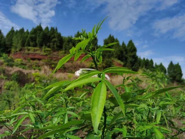 【人物】携手前进，对贫困说拜拜~~~