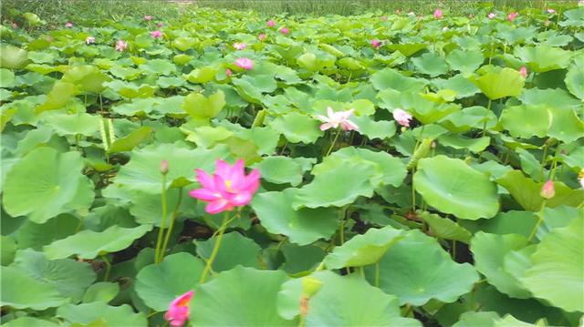 51秒丨潍坊青州市：盛夏乡村风景如画