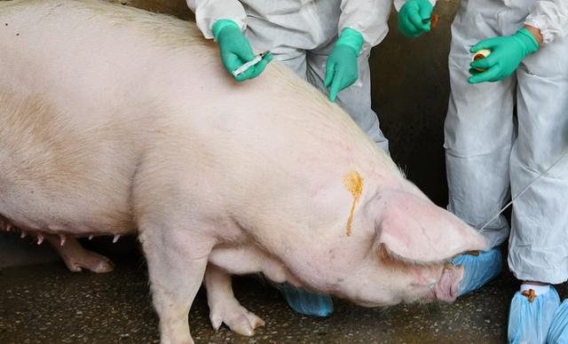巴西发现猪流感新变种已有人感染，暂无人传人现象，但“有大流行潜力”