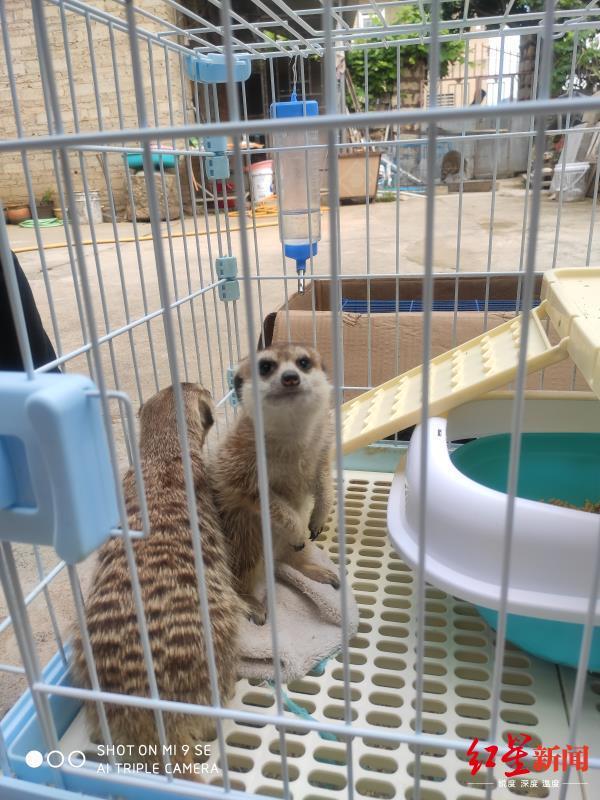 四川泸州警方破获跨省野生动物买卖案，解救水獭猕猴等多只国家保护动物