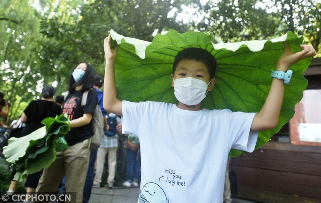 杭州西湖荷叶莲蓬开卖 市民游客排队抢购 网文选读 第7张