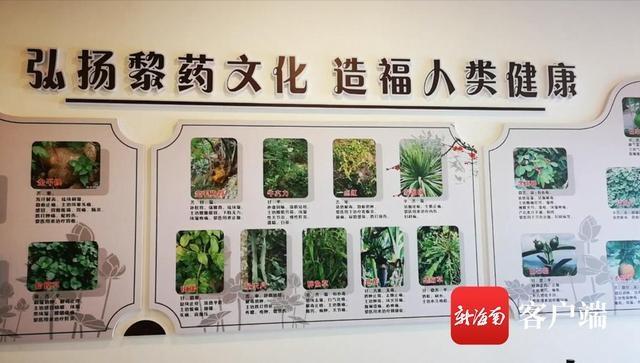 海南首家公立医院内设黎族医药门诊开诊 10余种黎医疗法治疗常见病