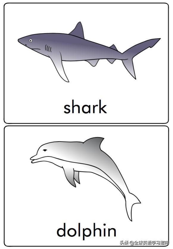 图片[2]-113张图让你记住所有动物类英语单词，分类汇总，建议收藏起来-笑傲英语网