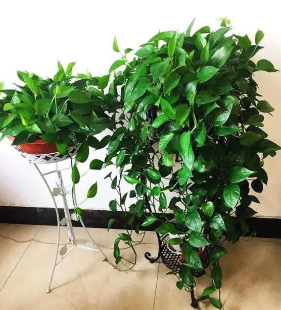 养绿萝只会浇水可不行，学会这些小技巧，会把绿萝养成绿瀑布