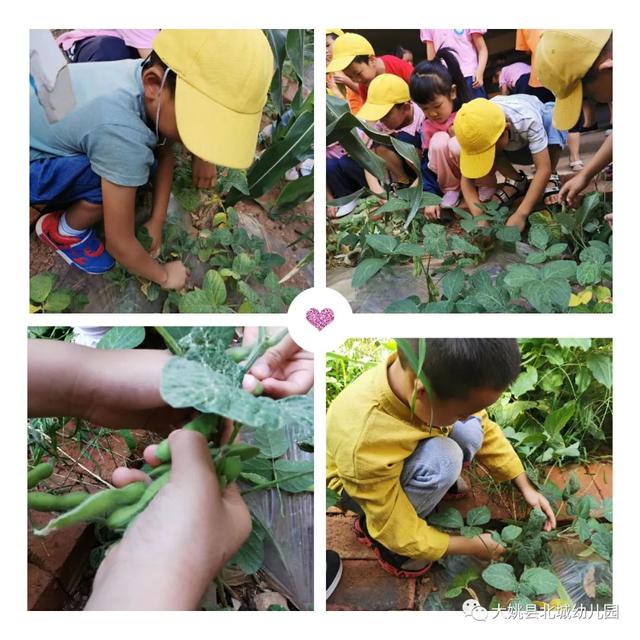 幼儿园自然教育与劳动实践：“开心菜园”里的故事
