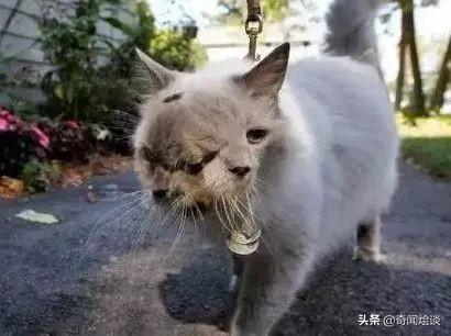 盘点世界七大畸形生物！双头猫、蜥蜴人、双嘴