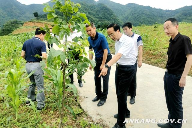 安康市副市长鲁琦在紫阳县调研农业产业发展有关工作