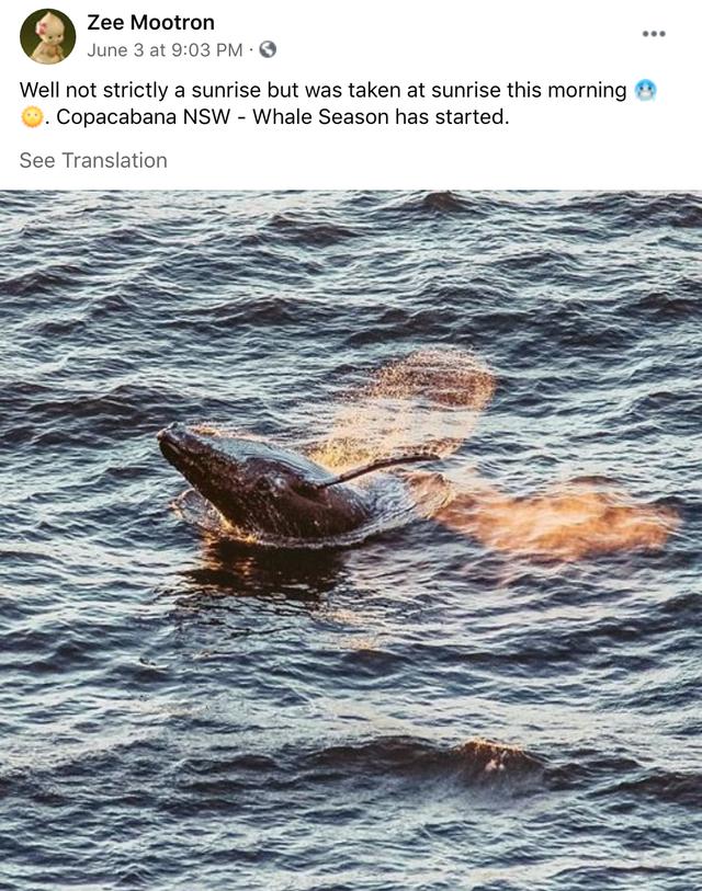 来了！4万多头座头鲸浩浩荡荡逼近悉尼港！气势