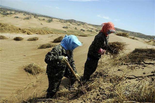 毛乌素沙漠80%变绿洲：60年坚持给沙漠\"织毛