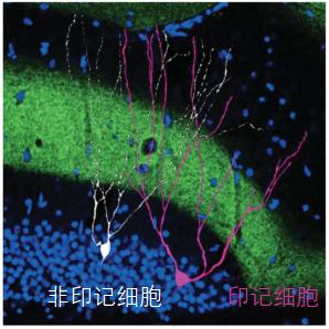 ������ʲô���ܳ���С����ϸ�����ܣ�