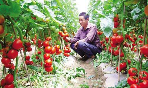 “粮仓”果然名不虚传，山东粮食产量全国第三