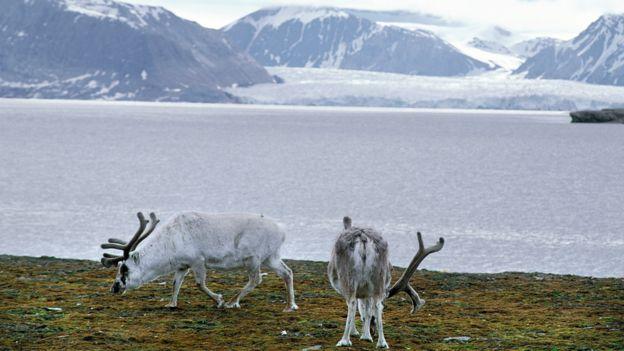 来自科学家的惊讶：北极狐在斯瓦尔巴群岛上在76天，前行3506公里