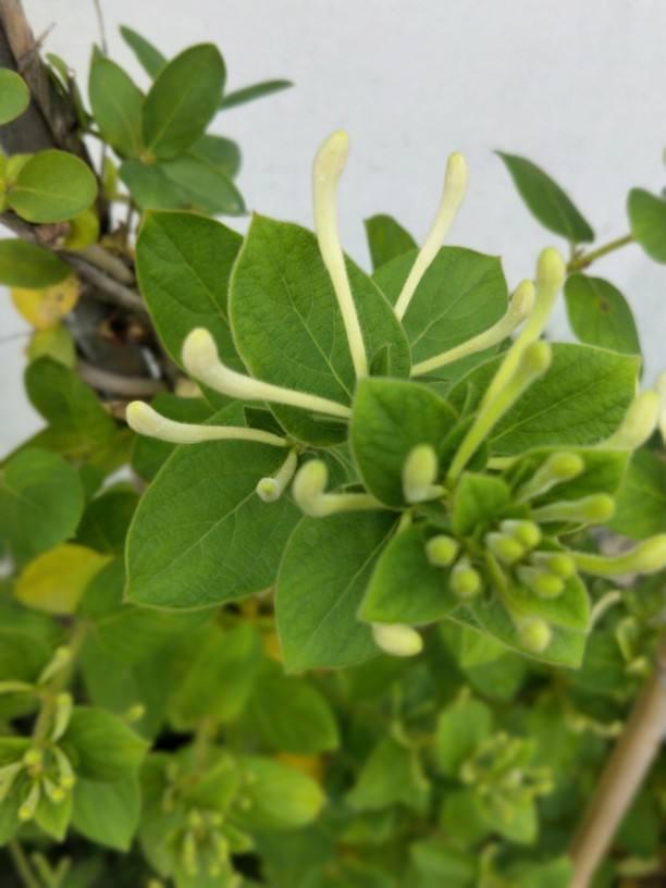 4種花用處多，摘下花瓣泡茶喝，還能清熱解暑