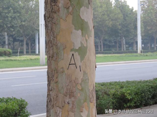 市政景观绿化养护之行道树栽植与养护