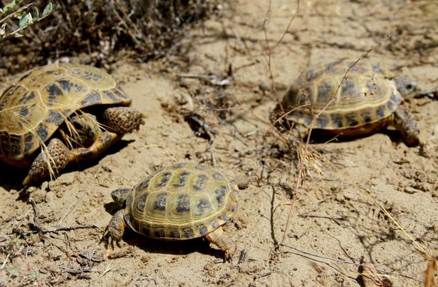 物种百科：四爪陆龟