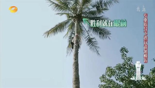 太危险！彭昱畅砍椰子镰刀脱落，何炅黄磊在下面发笑受质疑