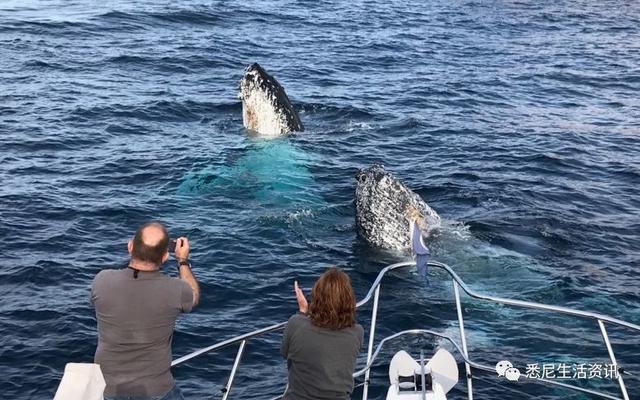 来了！4万多头座头鲸浩浩荡荡逼近悉尼港！气势