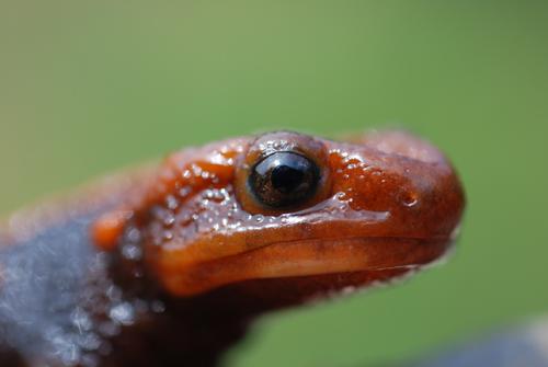 物种百科：红瘰疣螈