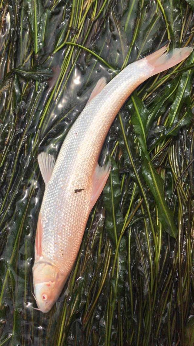 外来物种银鳕鱼，被洪水冲到各大江河，将成“常规鱼种”？