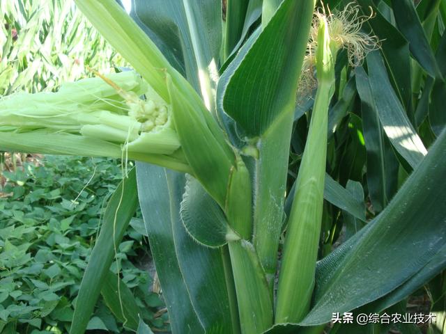 玉米瞎棒啥原因引起的？你见过吗？你家玉米地里有这种情况吗？