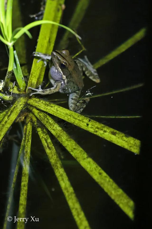 云南的夜探，才是中国夜探活动的王炸